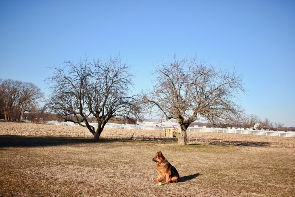 Winter farm tour overgrown old apple trees and a long haired german shepherd
