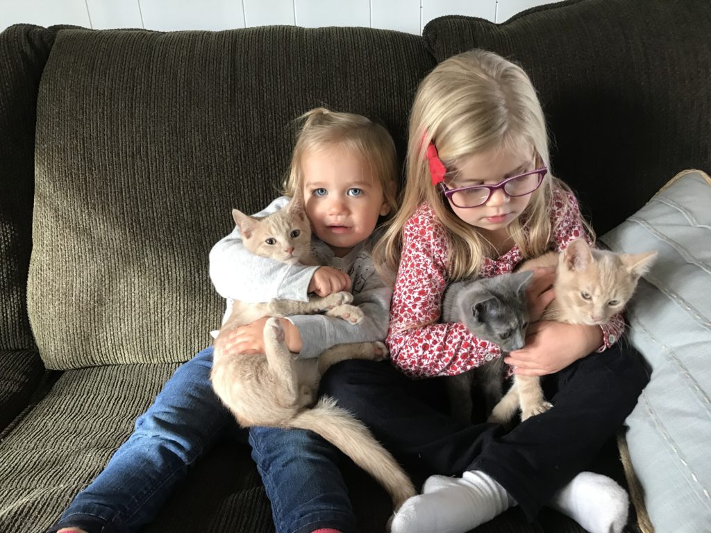 Kids and kittens on the farm