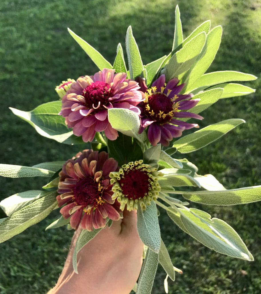 Grow some zinnia's in your garden this year. They are easy and beautiful!