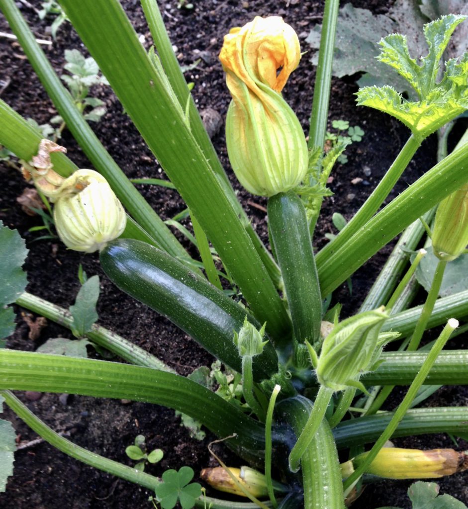 beginner gardener's guide to growing a garden plant zucchini