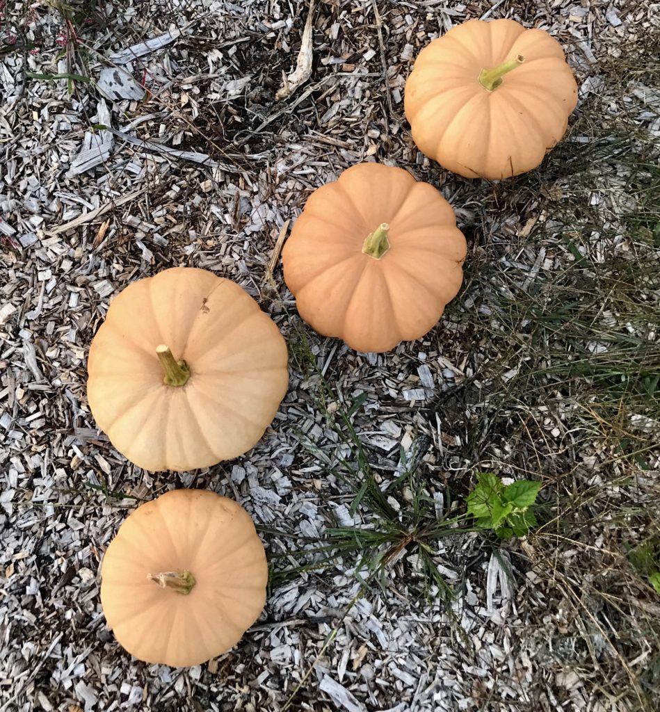 simple steps to start a garden a beginners guide growing pumpkins