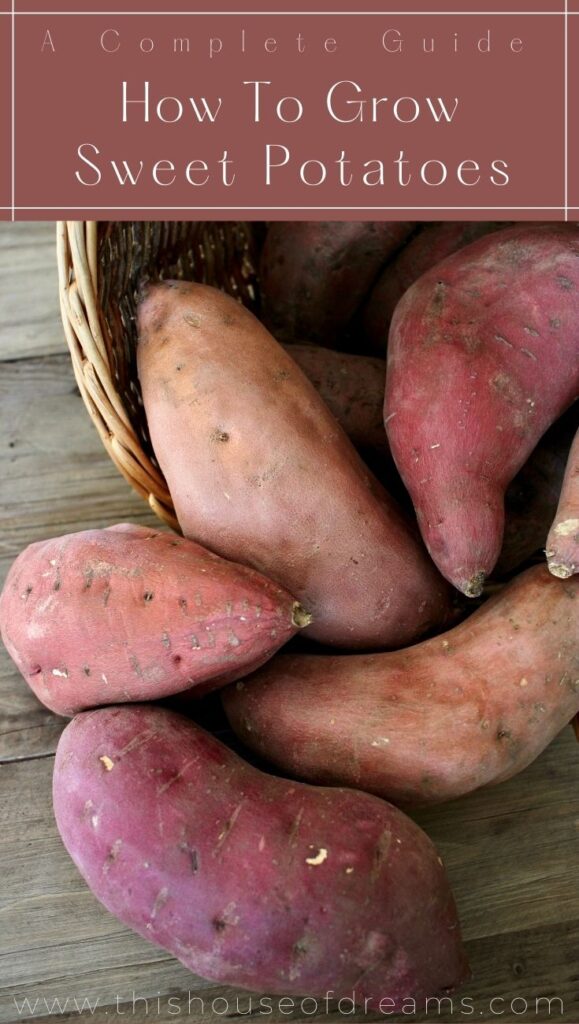 A complete guide: How to Grow Sweet Potatoes from propagation to harvest and storage.