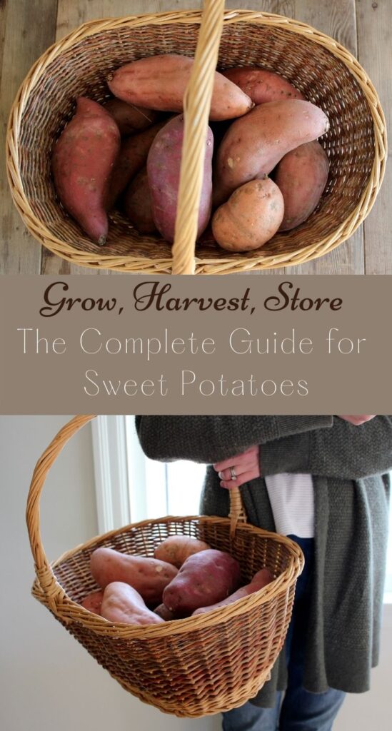 Grow, harvest and store. How to Guide for Growing Sweet Potatoes. 