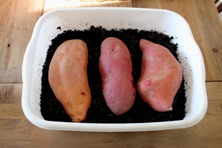 How to propagate sweet potatoes to grow in a no-dig garden.
