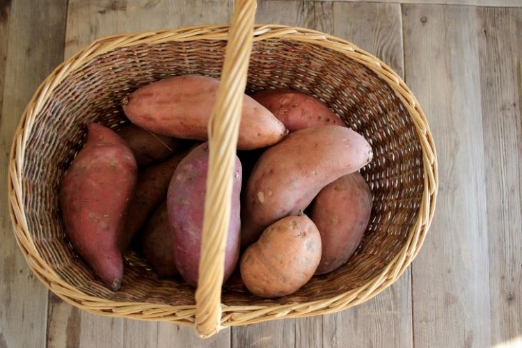 Basket full of sweet potatoes. Learn to grow sweet potatoes in a no-dig garden. How to Guide.