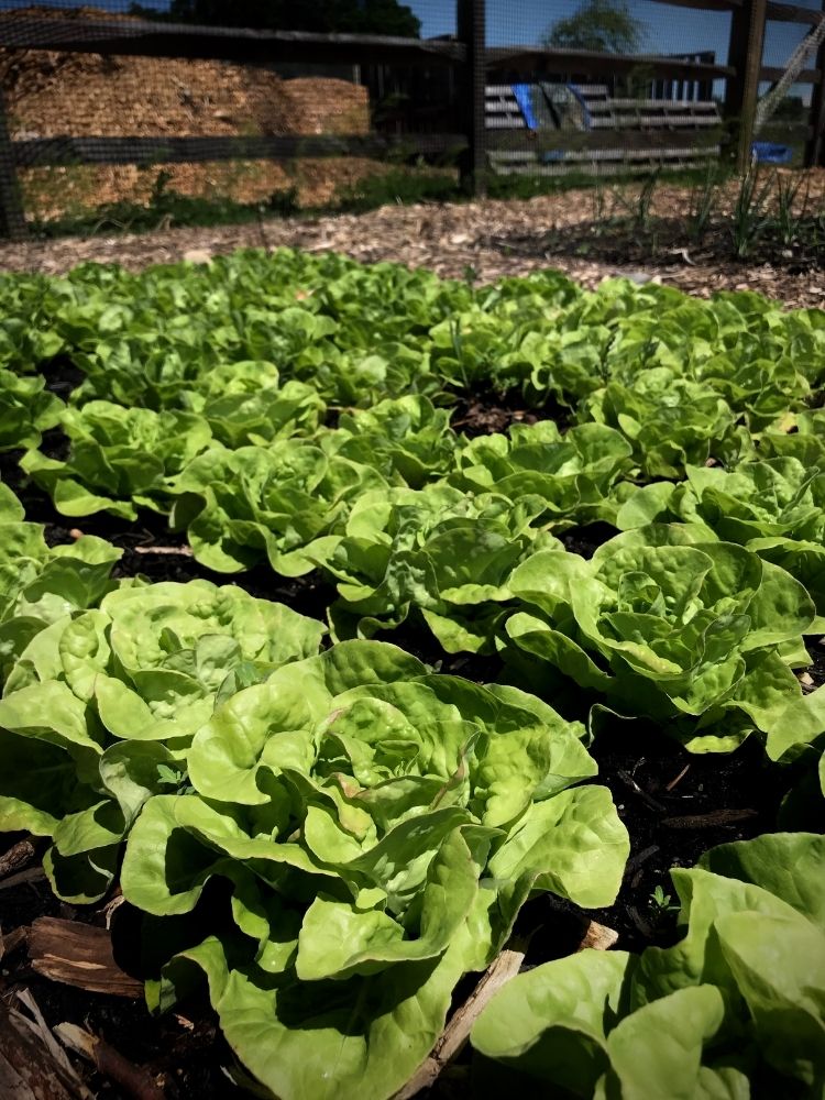Lettuce growing in large self-sufficient garden