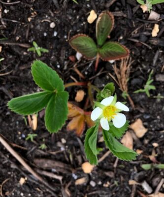 Small strawberry plant this years garden plan