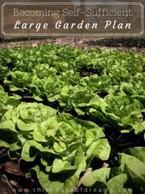 Becoming Self-sufficient this year's large garden plan
