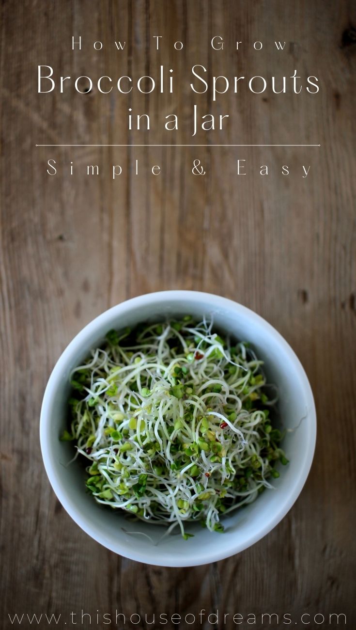 How To Grow Broccoli Sprouts in a Jar 1 This House of Dreams