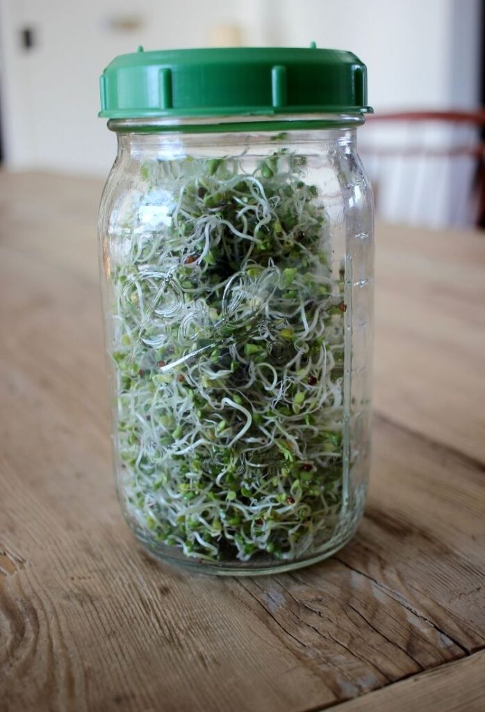 How to Grow Broccoli Sprouts in a Jar 11 This House of Dreams