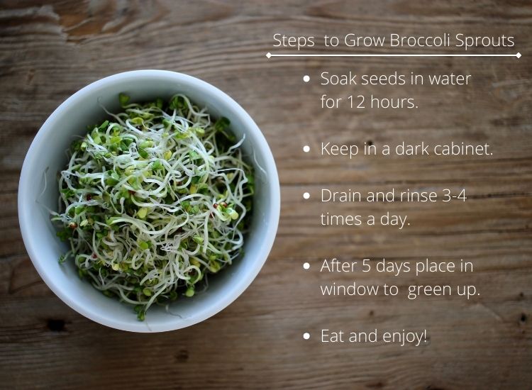 Steps to grow broccoli sprouts in a jar. Eat home grown fresh greens in the winter.