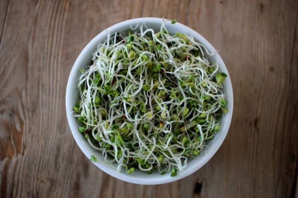 Easy Steps to Grow Broccoli Sprouts in a Jar