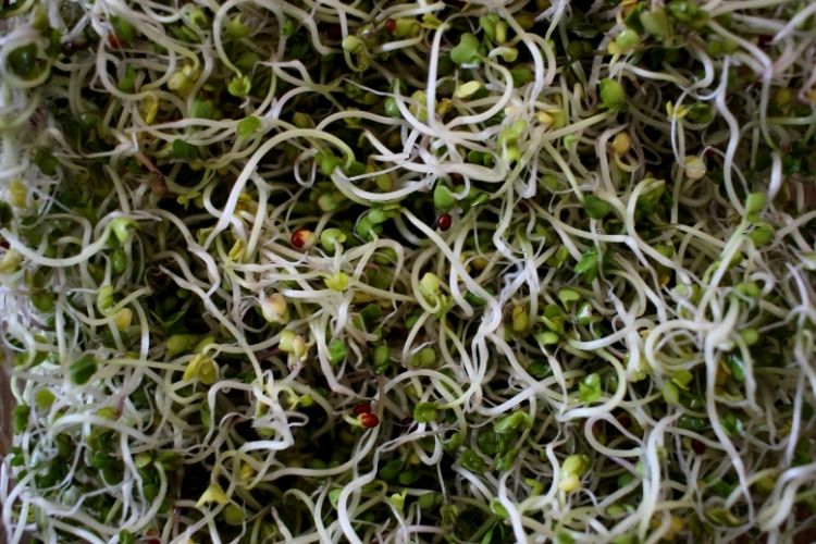 Make broccoli sprouts in a jar and enjoy fresh home grown greens in the winter.
