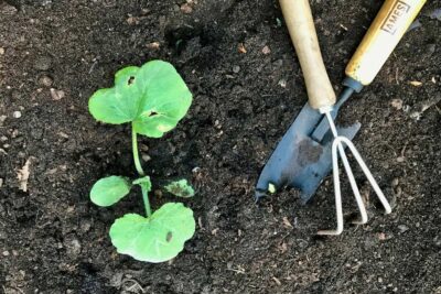 small squash plant growing in vegetable garden with trowel and hand rake