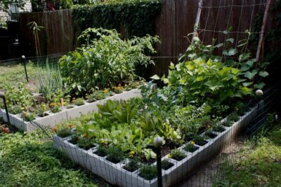 two cinderblock raised garden bed with vegetable and flowers