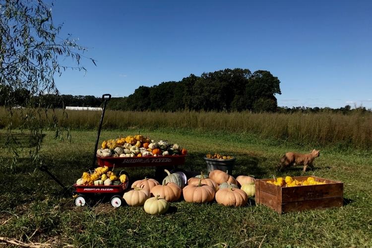 Large pumpkin and gourd harvest in wood boxes and wagons.