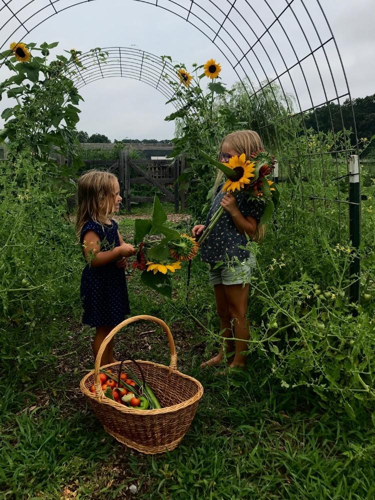Two little girls harvesting sunflowers in the garden. A large garden basket sits on the ground and is full of produce.