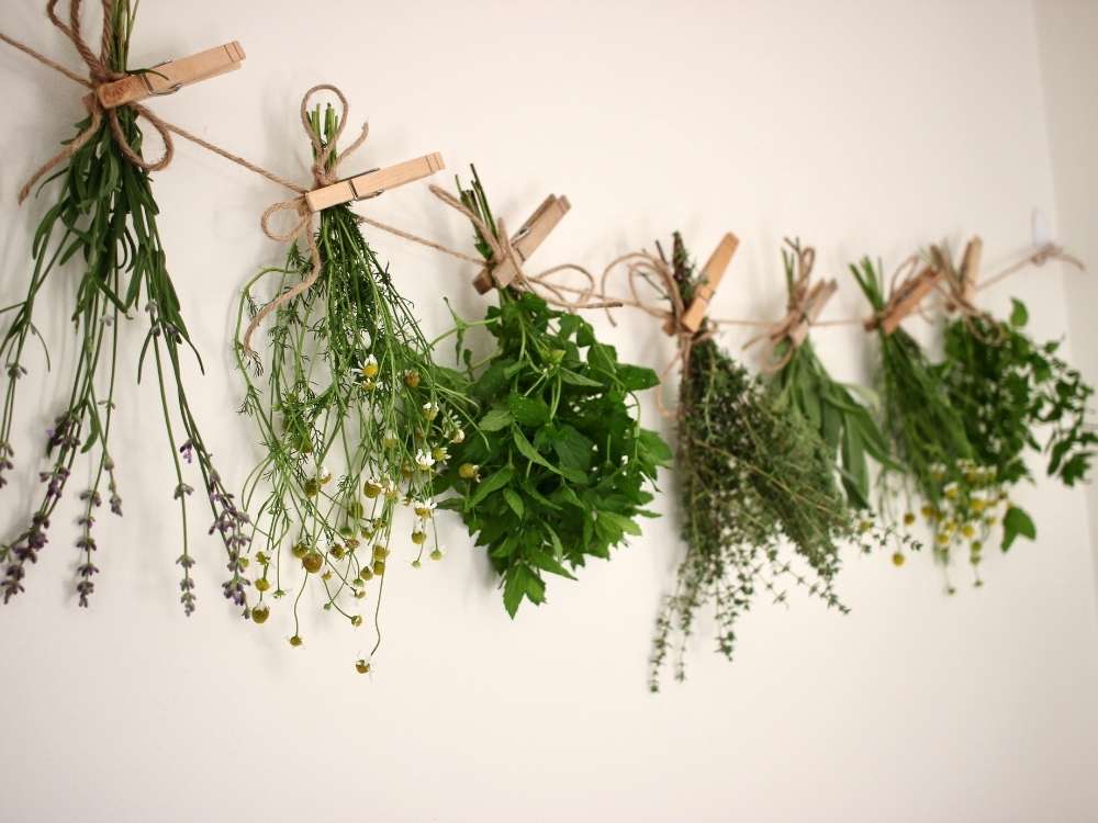 Drying fresh herbs on a string of twine hung by clothes pins. Lavender, chamomile, mint, thyme, sage.