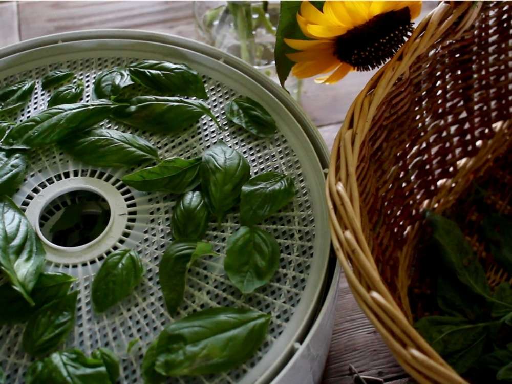 Basil leave slayed in a single layer on a nesco dehydrator with a large gathering basket on the table next to it.