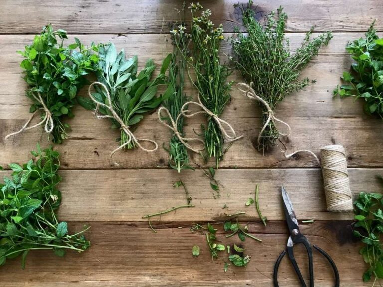 How to Dry Fresh Herbs 4 Easy Preservation Methods This House of Dreams
