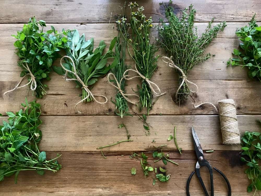 Preserving herbs by tying them with twine into bundles to be air dried. Primitive black scissor and twine laying on a wood table.