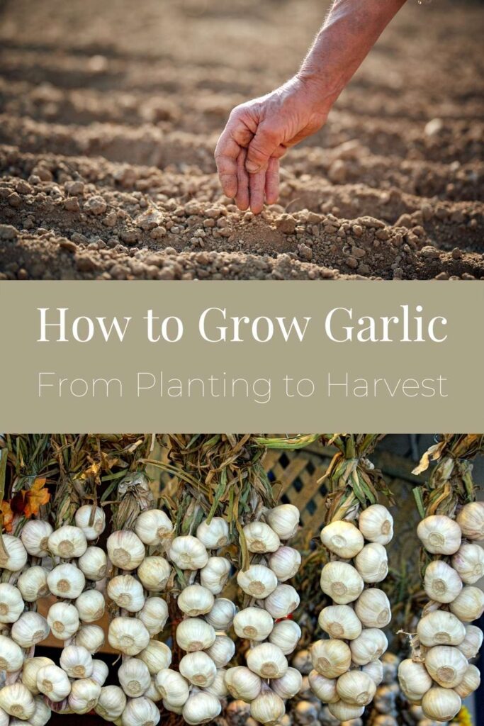 How to Grow Garlic from a Clove - a Complete Guide from Planting to Harvest