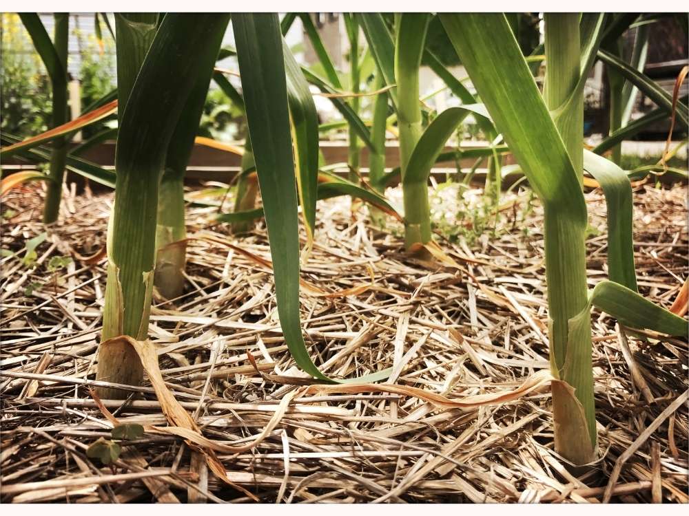 Garlic growing in the garden with a layer of straw used to mulch and suppress weeds.