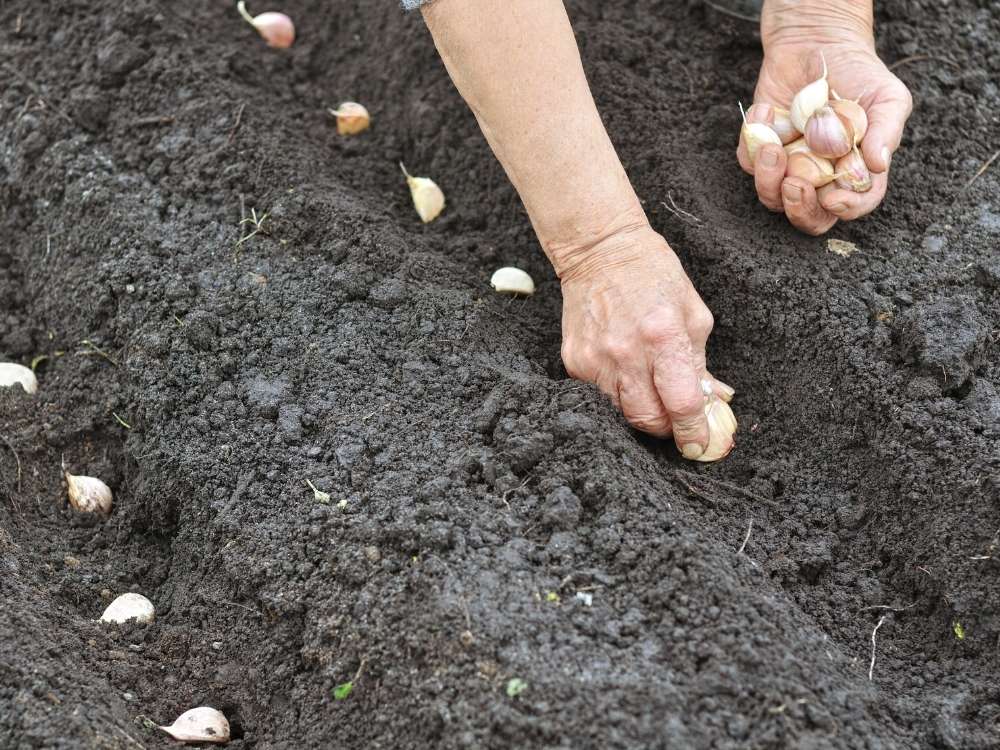 A gardeners hand placing cloves of garlic into the soil for fall planting.