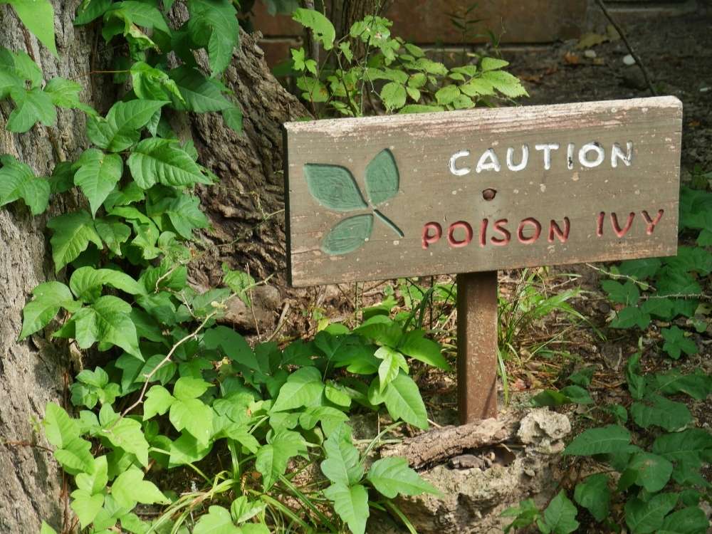 Caution Poison Ivy - 12 natural remedies