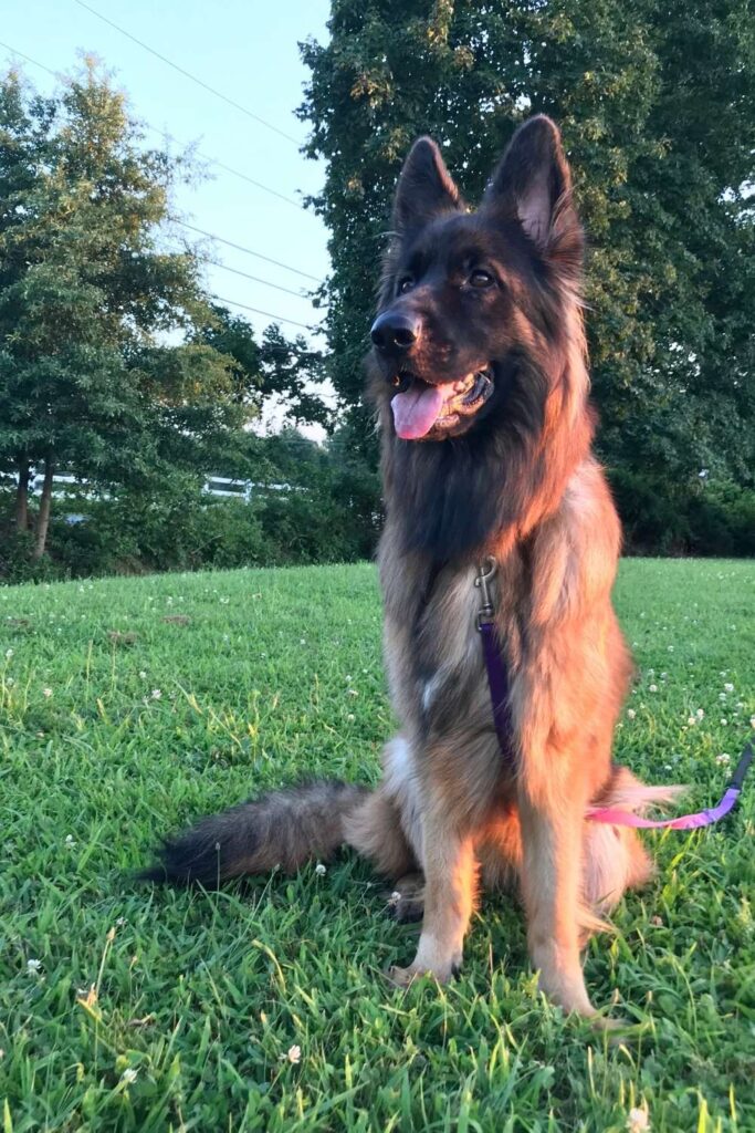A long haired german shepherd dog sitting in green grass