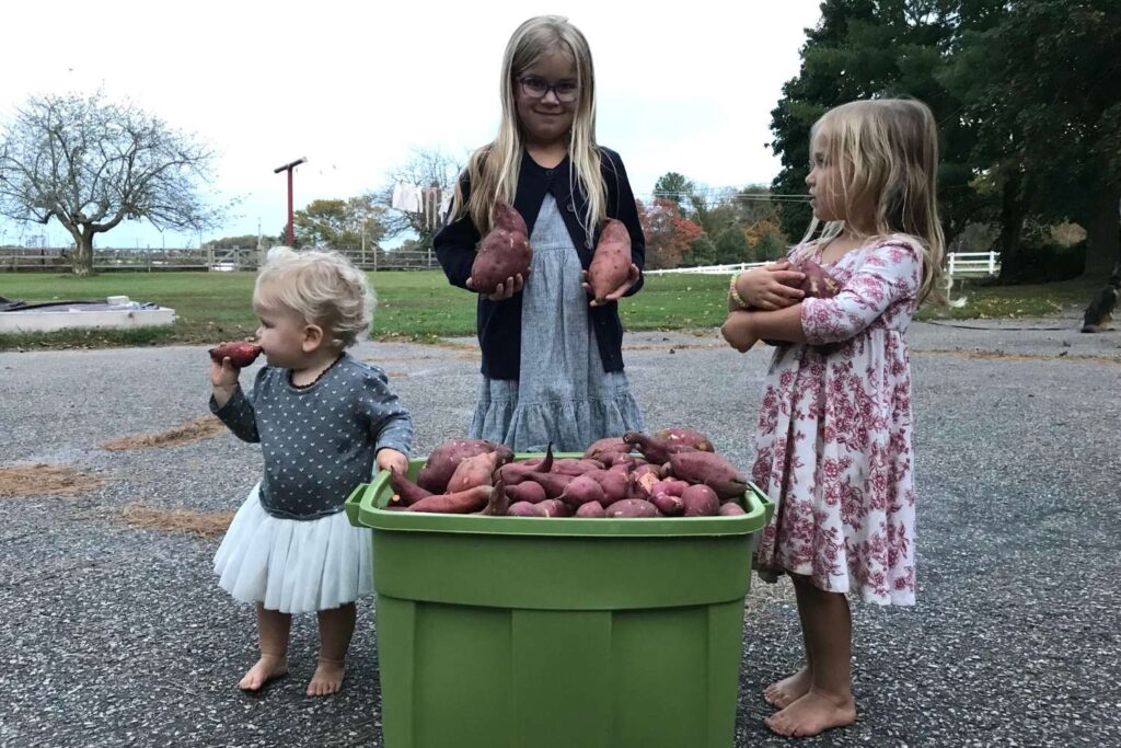 A large green rubbermaid tub piled high with homegrown sweet potatoes. Three girls gather around holding sweet potatoes.