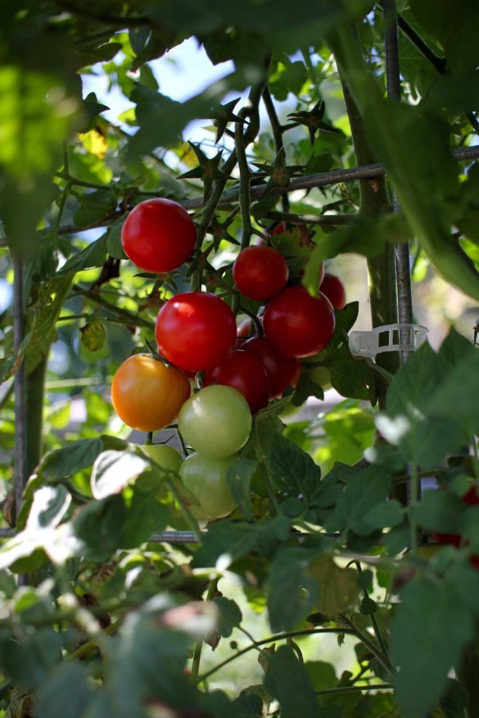 Cherry tomatoes growing on a cattle panel trellis. 
