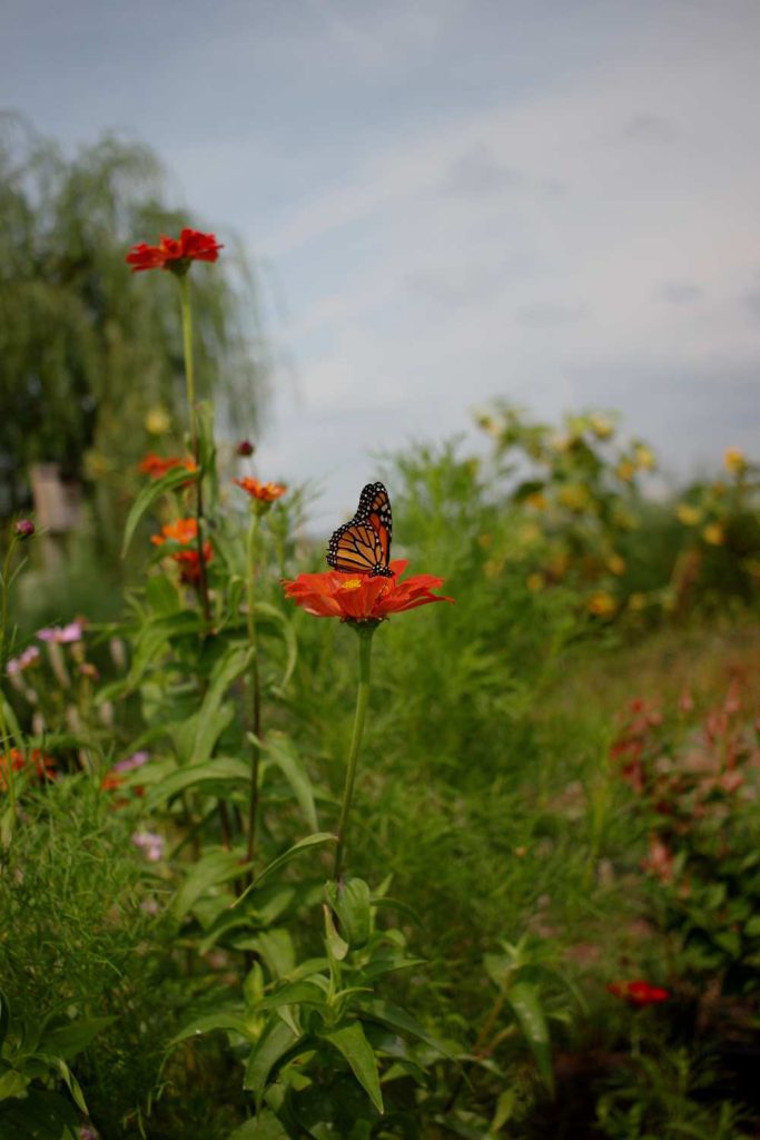 Monarch butterfly sitting on an orange zinnia.