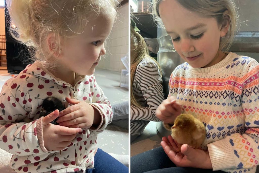 Two little girls holding baby chicks